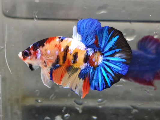 Multicolor Galaxy HMPK Male - BHB24215