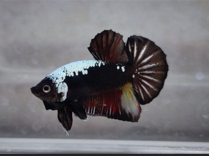Black Samurai HMPK Male - BH25208 (rare)
