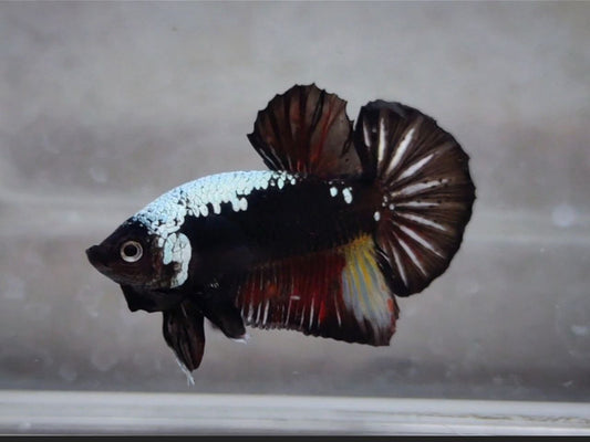 Black Samurai HMPK Male - BH25208 (rare)