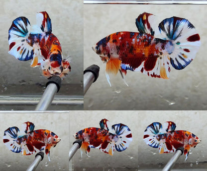 Giant Multicolor HMPK Male BGB4201G