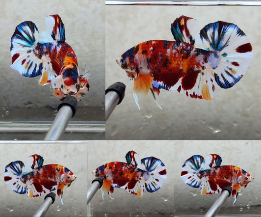 Giant Multicolor HMPK Male BGB4201G