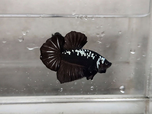 Black Samurai HMPK Male - BH25207