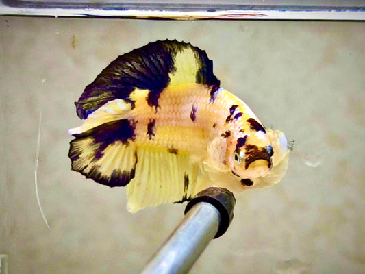 Yellow DTPK Male - BHB24216