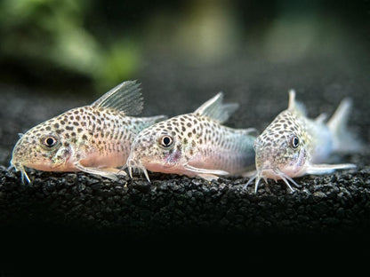 Similis Corydoras 4-5cm