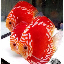 Red StarDust Discus