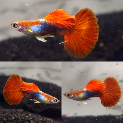 Red Rose Guppy