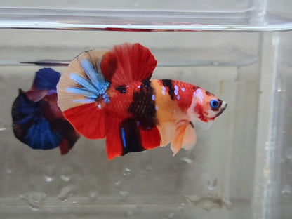 Multicolor Nemo HMPK Male - BHB24210