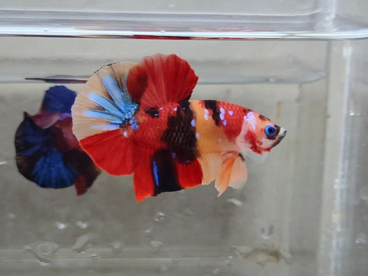 Multicolor Nemo HMPK Male - BHB24210