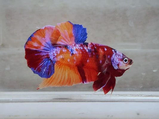 Giant Multicolor HMPK Male BGB45202