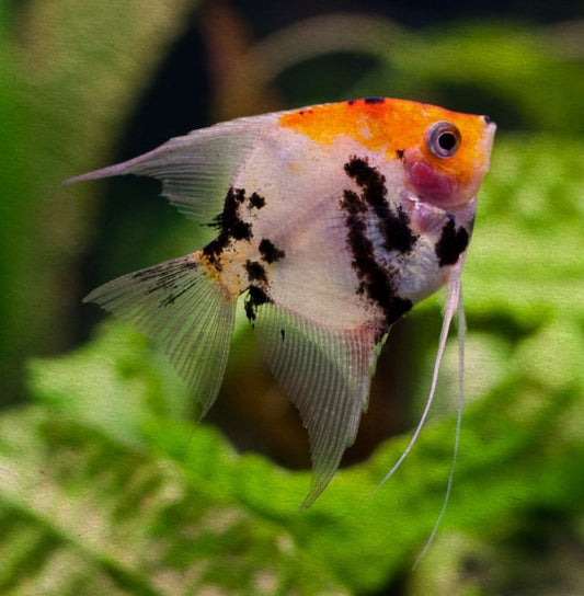 koi AngelFish 5cm