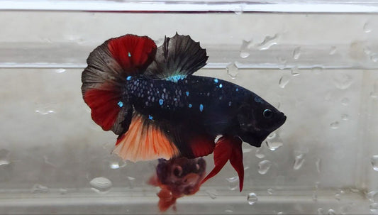 Black Star Avatar HMPK Male - BHB25202