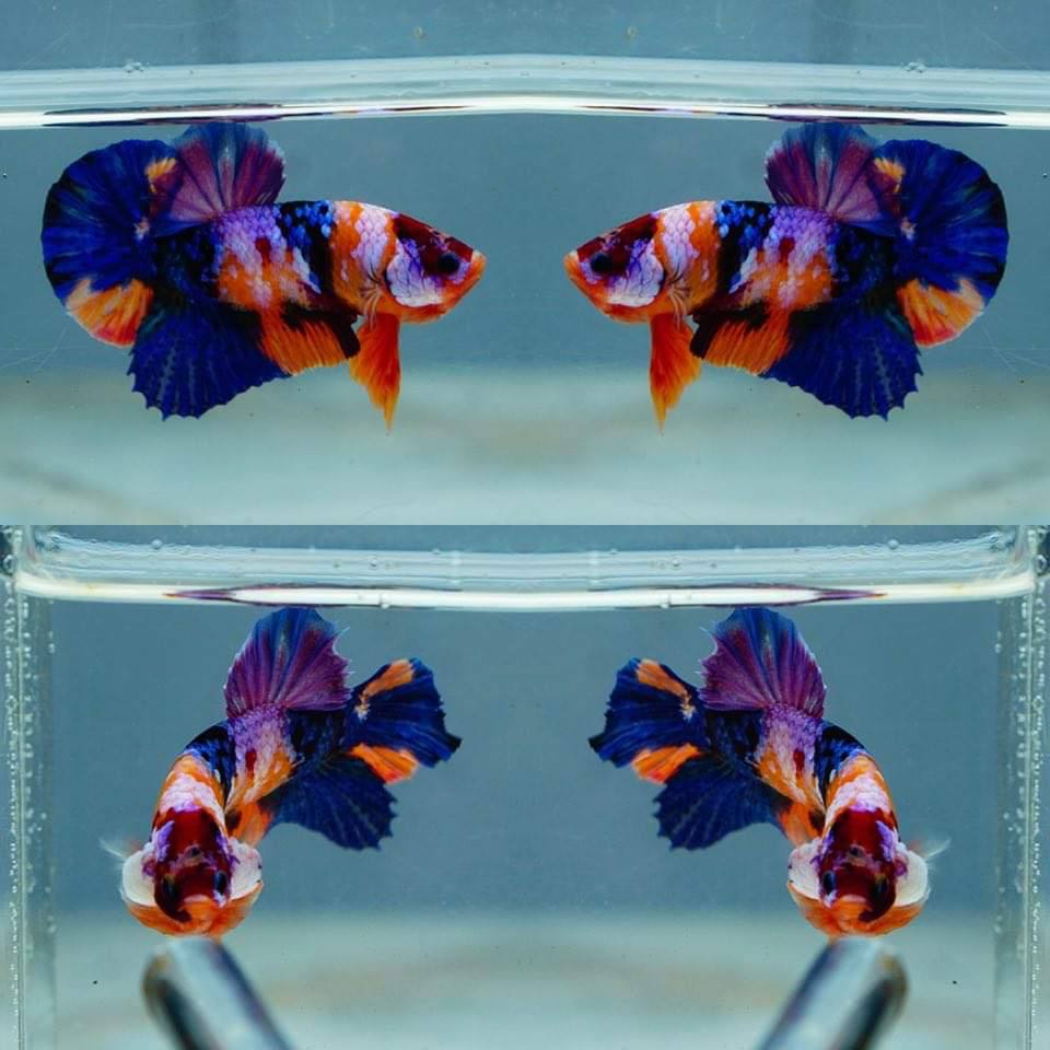 Multicolor HMPK Male - BHB24007