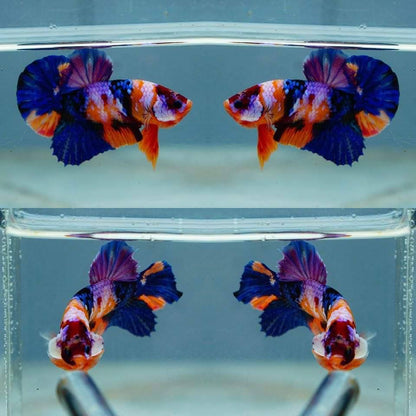 Multicolor HMPK Male - BHB24007