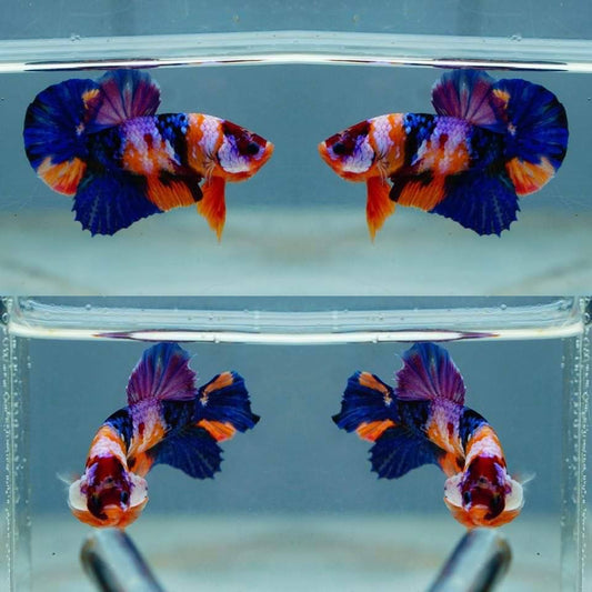 Multicolor HMPK Male - BHB24007