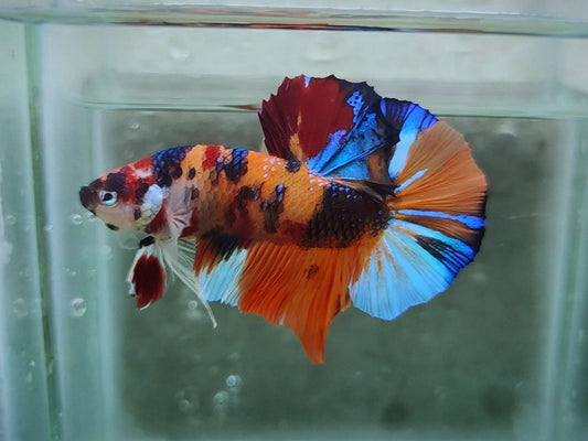 Giant Multicolor HMPK Male BGB4202G