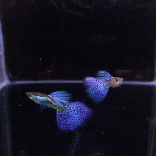 Purple Grass Guppy