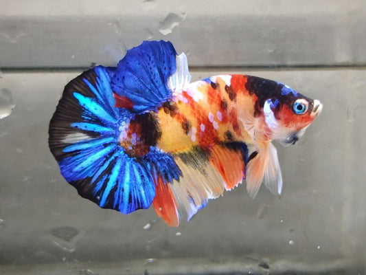 Multicolor Galaxy HMPK Male - BHB24215