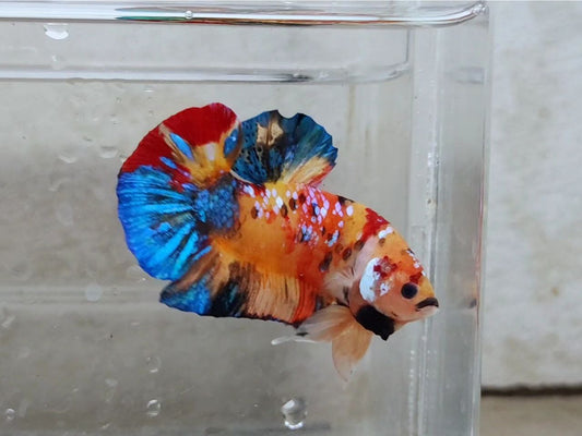 Giant Multicolor HMPK Male BGB45203