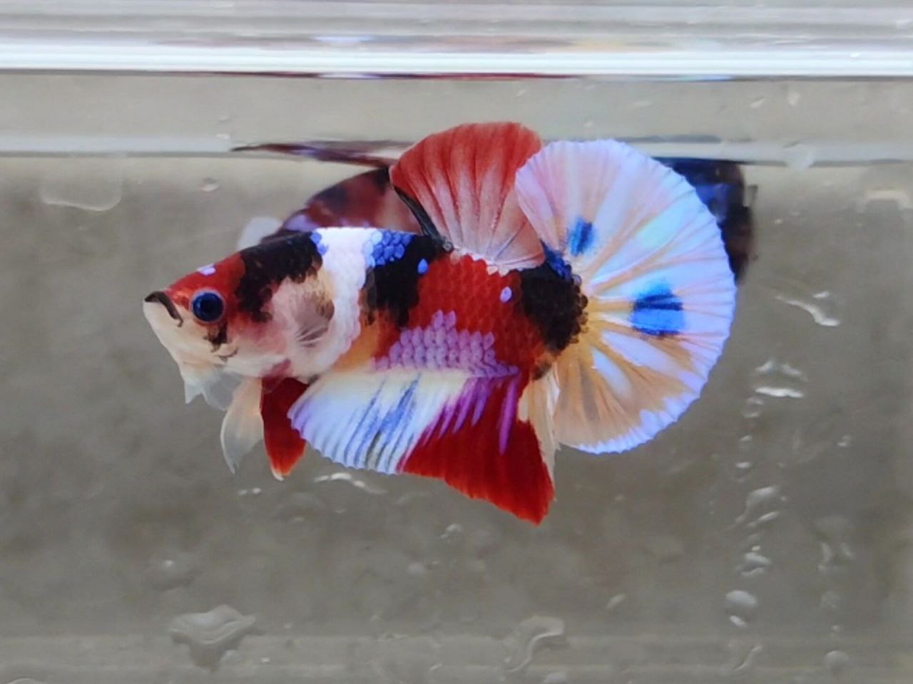 Multicolor HMPK Male - BHB24211