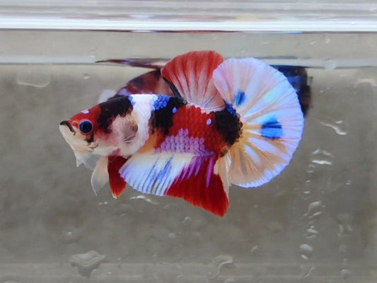 Multicolor HMPK Male - BHB24211
