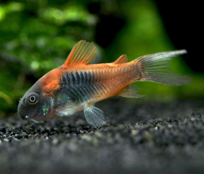 Venezuela Corydoras 3-4cm