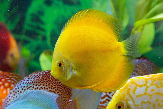 Golden Yellow Discus