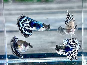 Blue Ivory Guppy