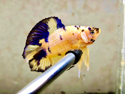 Yellow DTPK Male - BHB24216