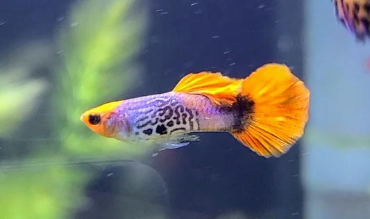 Koi Cobra Guppy