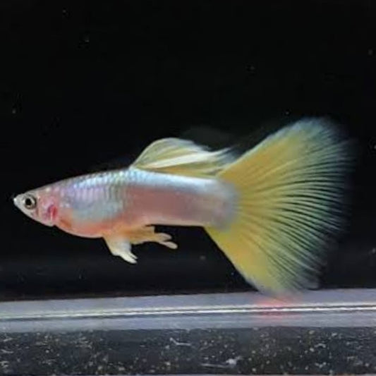 Yellow Pingu  Guppies