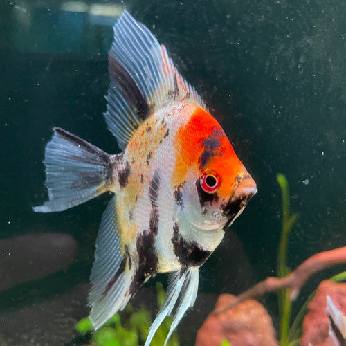 Red Devil Angelfish 6-7 cm ( Colored ) (Mid Grades)