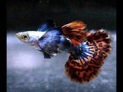 Platinum Mosaic Dumbo Ears Guppy