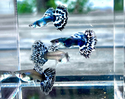 Blue Ivory Guppy
