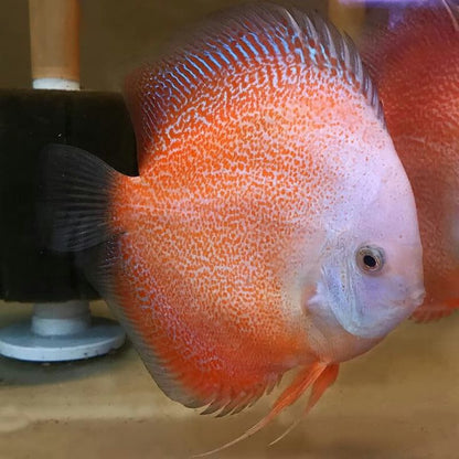 Snow Leopard Discus