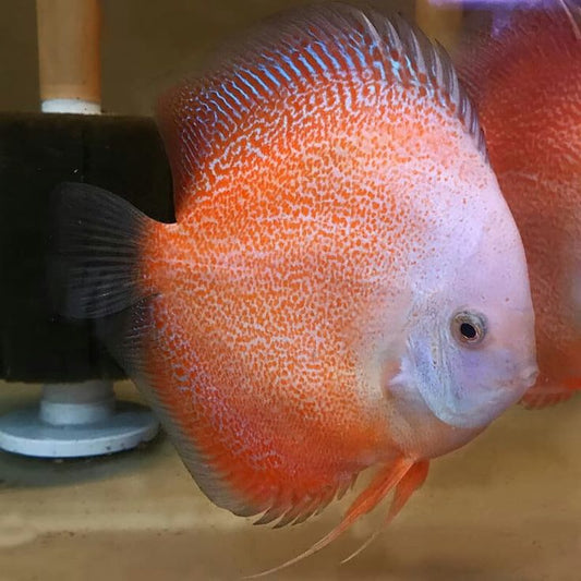 Snow Leopard Discus