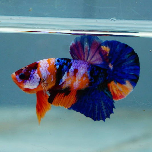 Multicolor HMPK Male - BHB24007