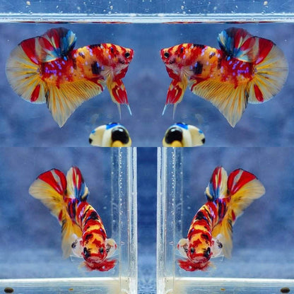 Multicolor HMPK Make - BHB24004