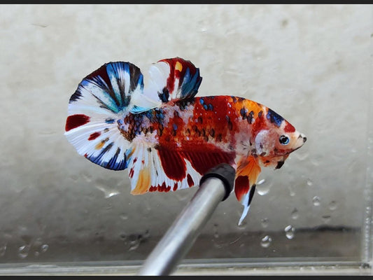 Giant Multicolor HMPK Male BGB4201G