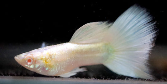 Albino Platinum Guppy