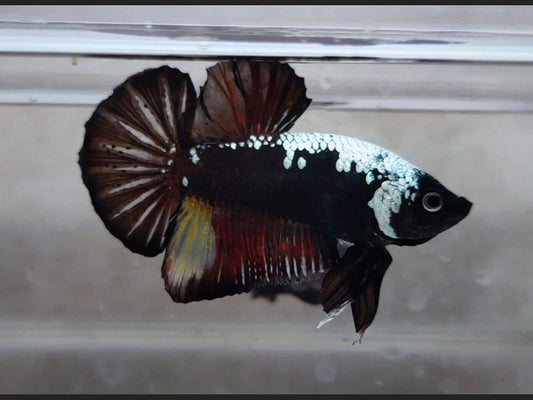 Black Samurai HMPK Male - BH25208 (rare)
