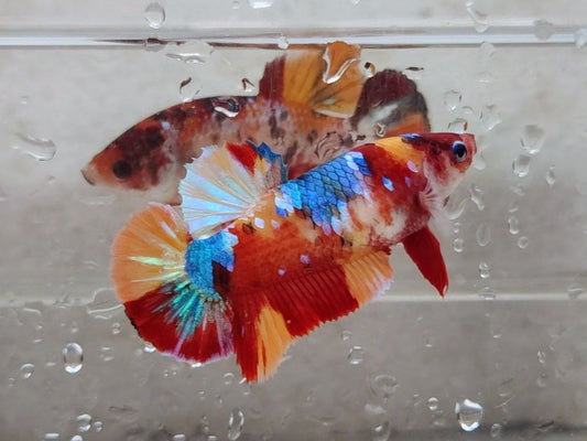 Giant Multicolor HMPK Female BGB45205
