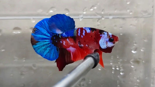Multicolor HMPK Male - BHB25201