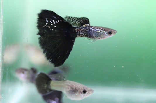 Black Metal Snake Skin Guppy