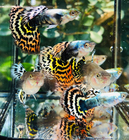 Red Tiger Dumbo Ear Guppy