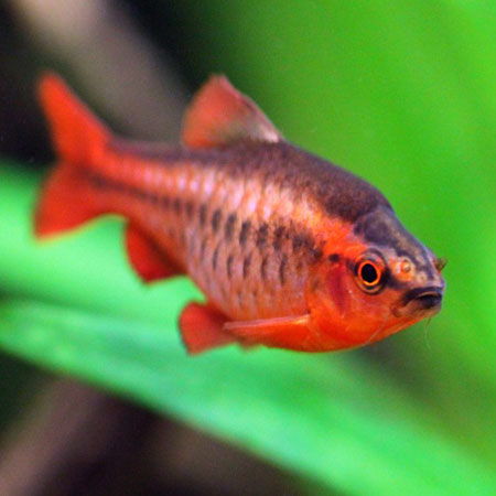 Cherry Barb