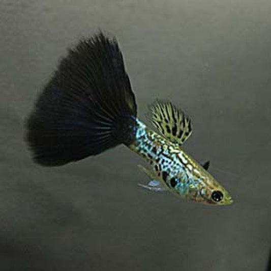 Black Metal Snake Skin Guppy