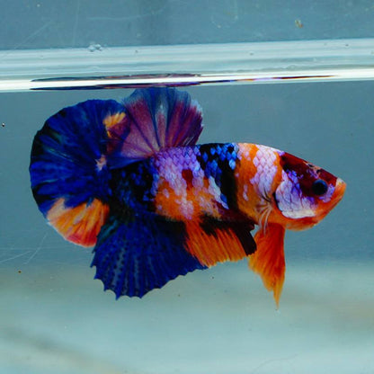 Multicolor HMPK Male - BHB24007