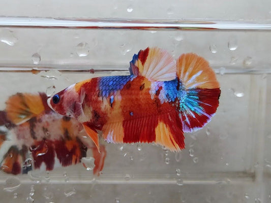Giant Multicolor HMPK Female BGB45205