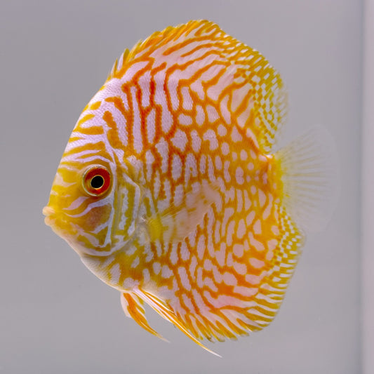 Golded Checker Discus