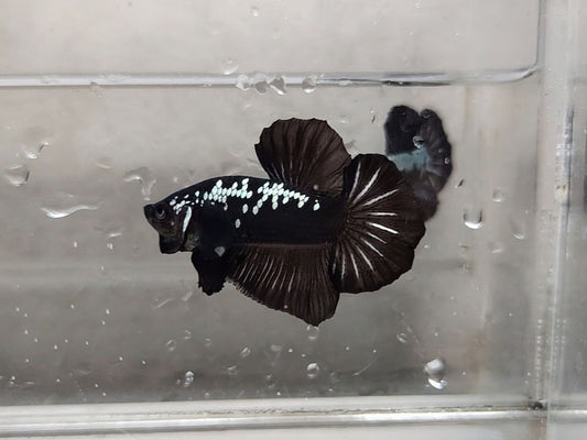 Black Samurai HMPK Male - BH25207
